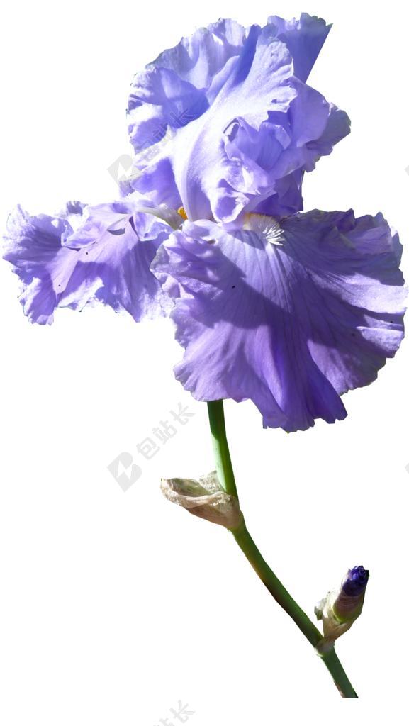 鸢尾花 花 黑暗紫红色的 干