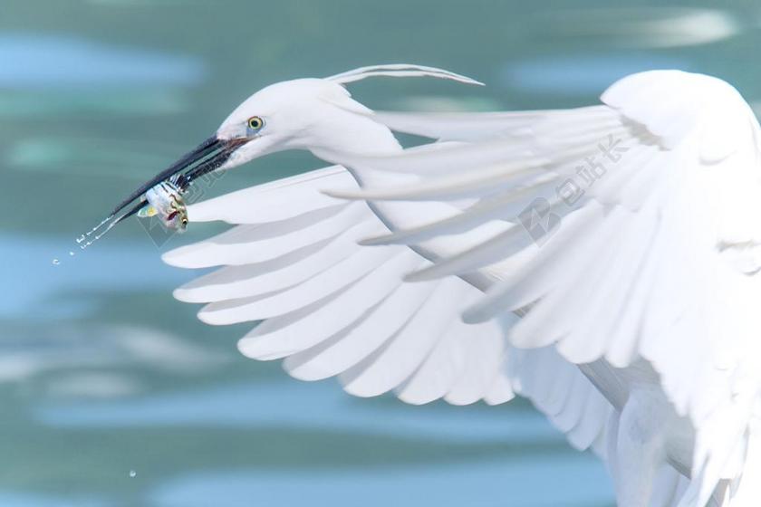白苍鹭 飞行 鱼 白 鹭 鸟 野生动物 自然 动物 飞
