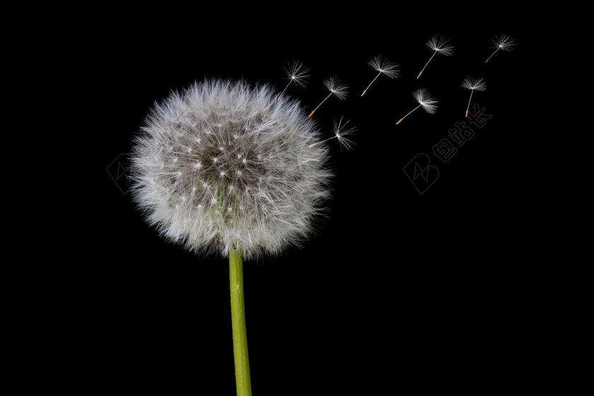 白色的蒲公英种子背景图片