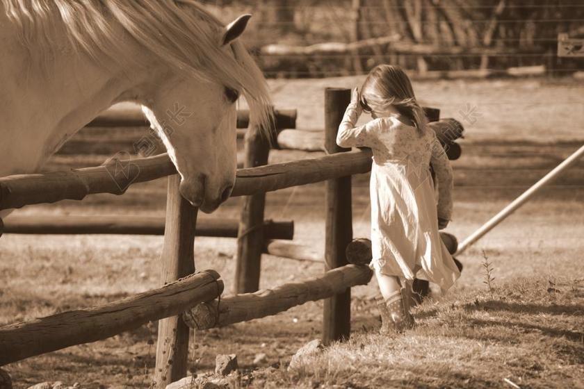 马 头发 流动 女孩 马术 灰色