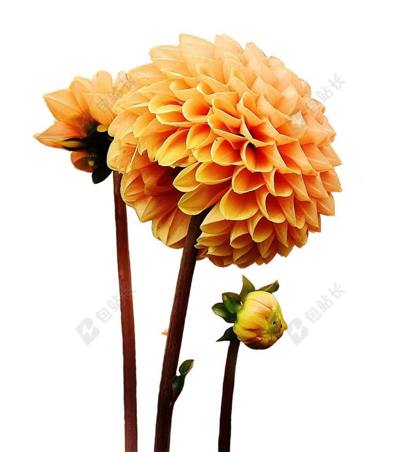 娇琴纱 大丽花 秋季 菊科 花花园 观赏花 大丽花花园 开花