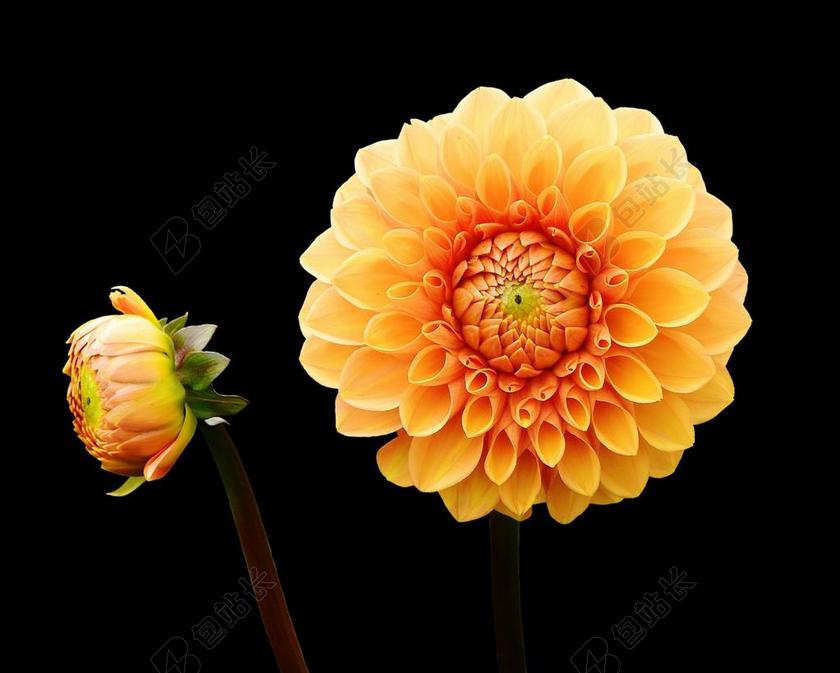 娇琴纱 大丽花 秋季 菊科 花花园 观赏花 大丽花花园 开花