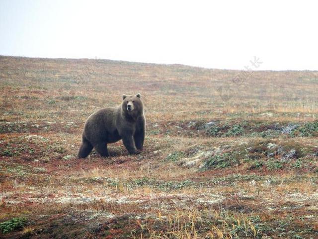 熊 棕色 捕食者 兽 野生动物 会议 危险 生活的本质 雪松