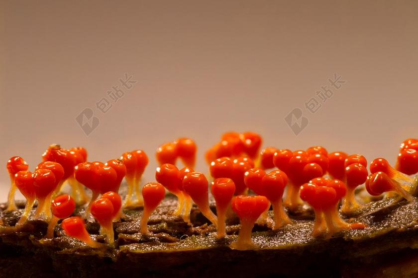 粘菌 TRICHIA糖胶 单细胞生物 变形虫 MYXOMYCETES