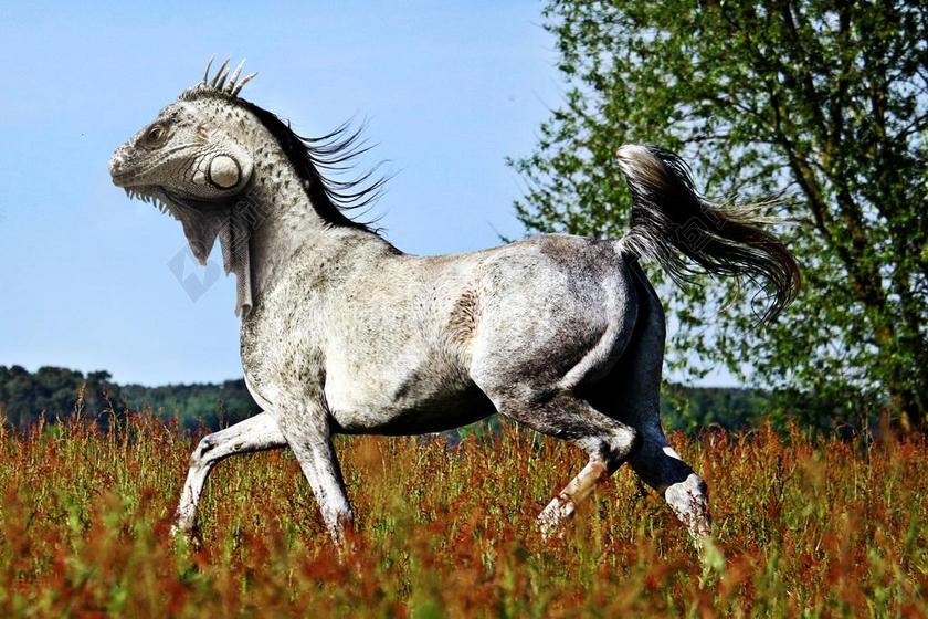 马 蜥蜴 PFECHSE PHOTOSHOP