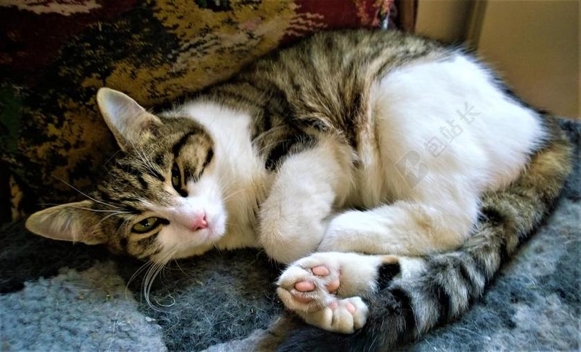 猫 动物 猫脸 条纹的猫 宠物 可爱猫咪 特写 可爱 布朗