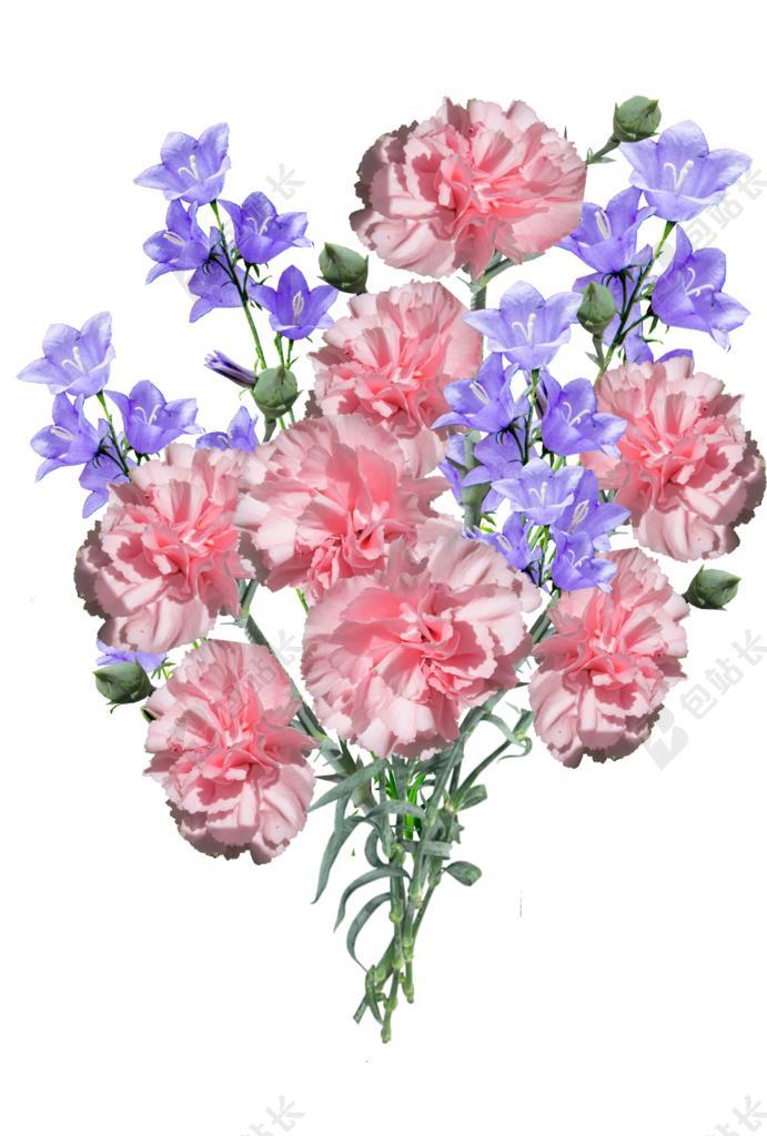 康乃馨 鲜花 蓝色