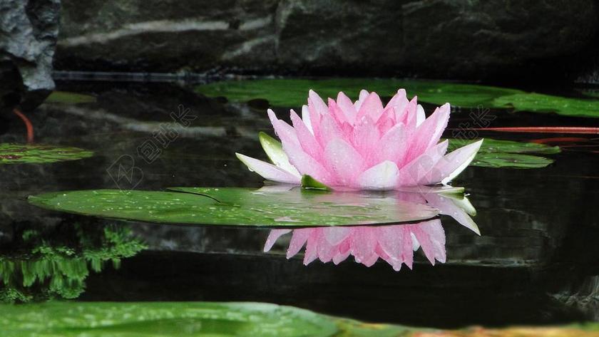 花 蓮花 夏天 清涼