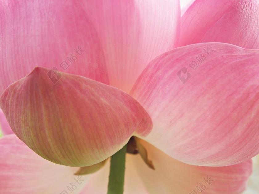 花 树 莲花 性质 粉红色 阳光 布卢姆 明亮 厂 水厂