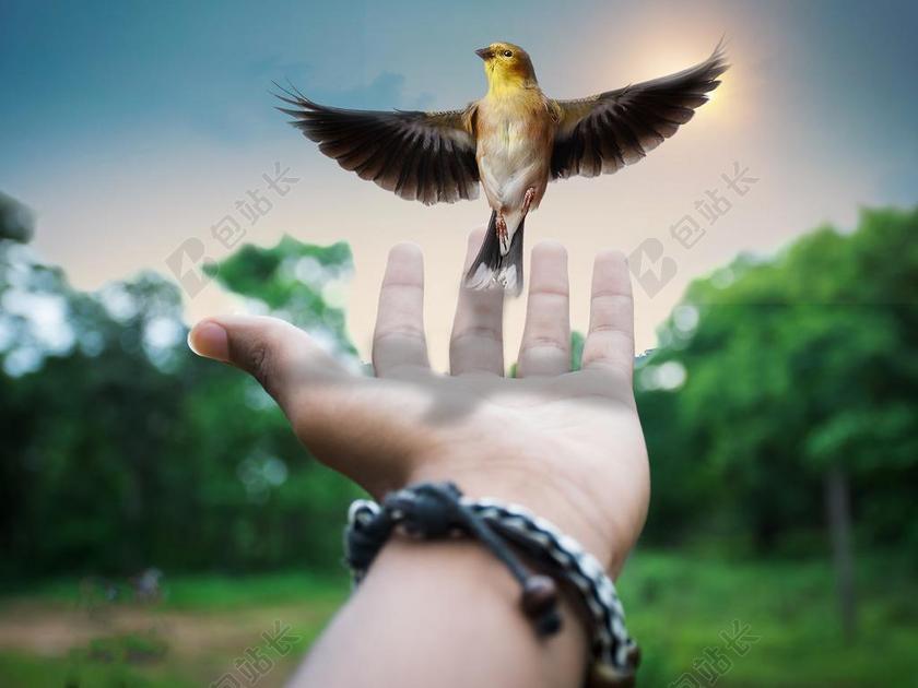 创意 超现实主义 图稿 想象力 创造力 梦 鸟 视觉 智力