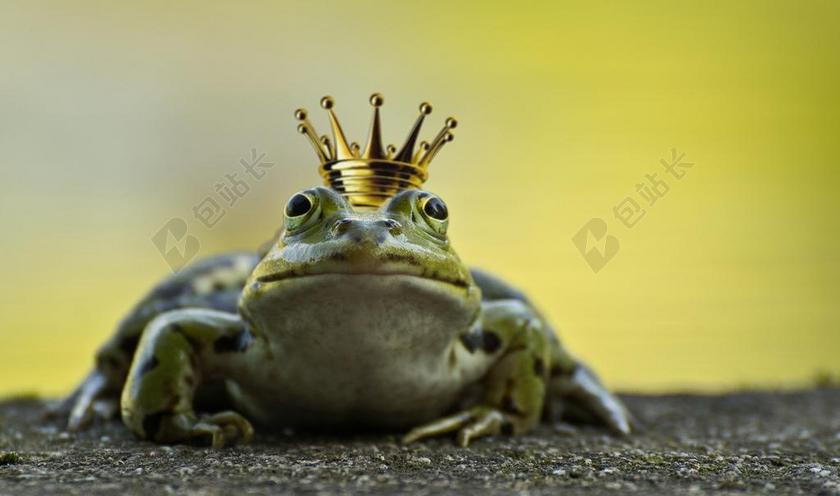 黄绿色动物自然青蛙王子趴在地上图片背景