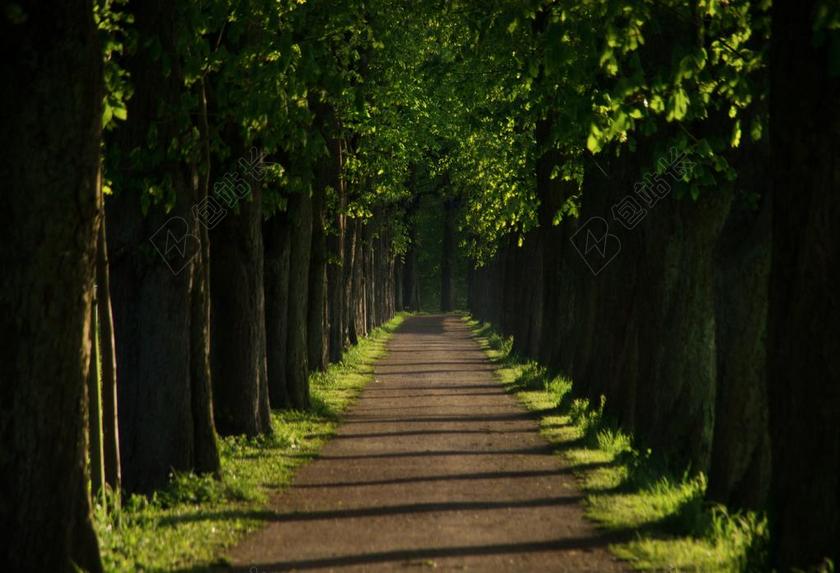 离 大道 板栗 步行 林荫大道 性质 树木 路 夏季 休闲