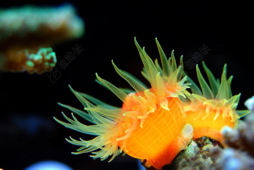 珊瑚 礁 海 水下 水 海洋 异国情调 动物 生活 水族馆