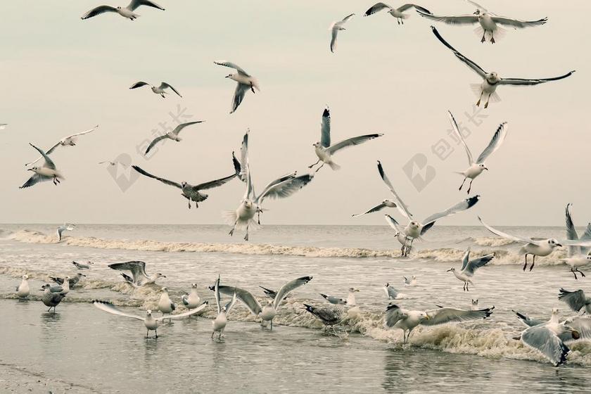 动物 鸟 海鸥 海滩 性质 羽毛 飞 水禽