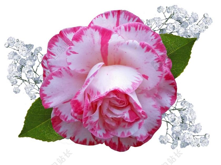 茶花 盛开 带 剪出