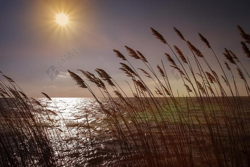 芦苇 更多 水 景观 看 天然水 湖泊 草 休息 空气