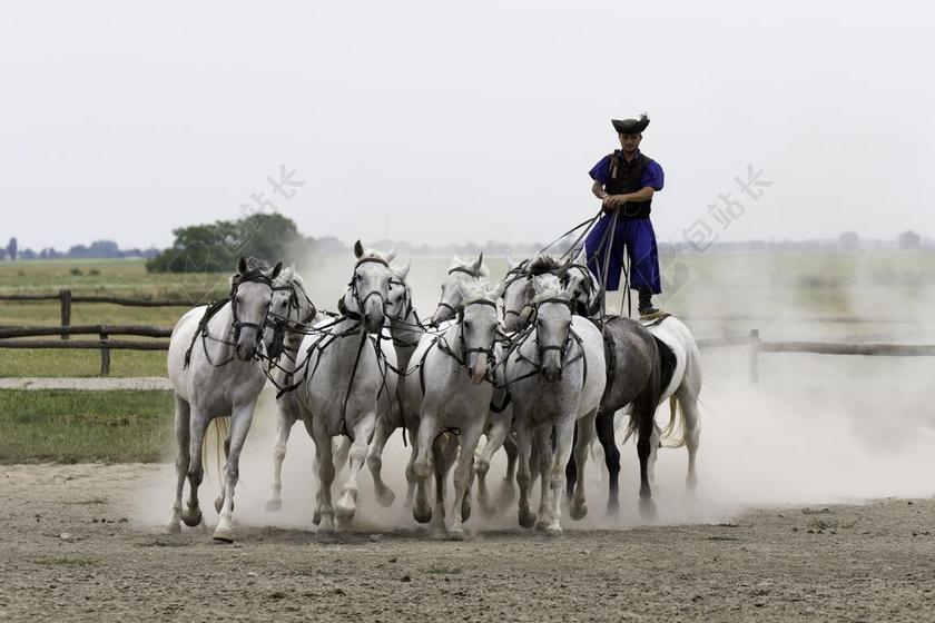普兹塔马场 匈牙利 马术演示 10匹马在手 集体利用 常设骑士