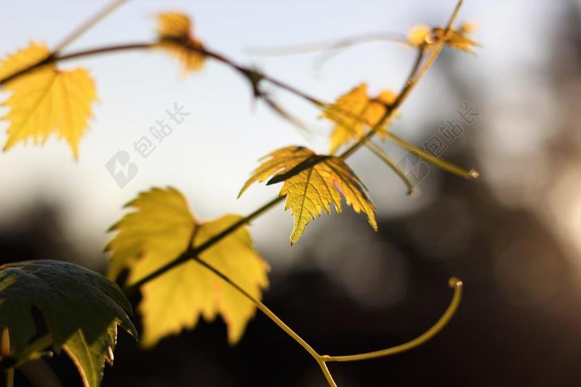 秋季 性质 叶子 背景 自然 白 孤立 特写 它是下雨