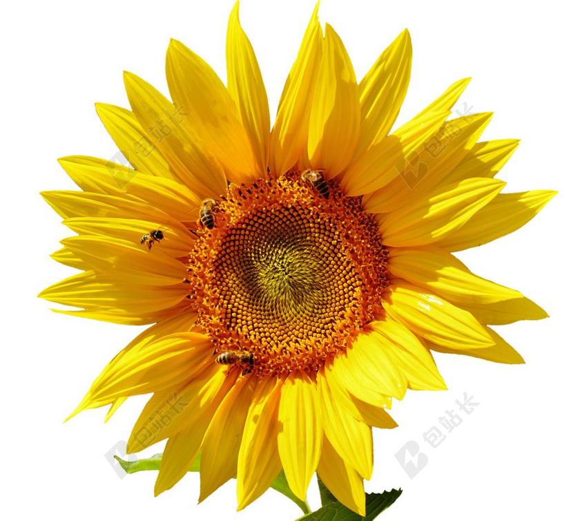 太阳花 蜜蜂 夏季 花园 开花 黄色 昆虫 向日葵 性质