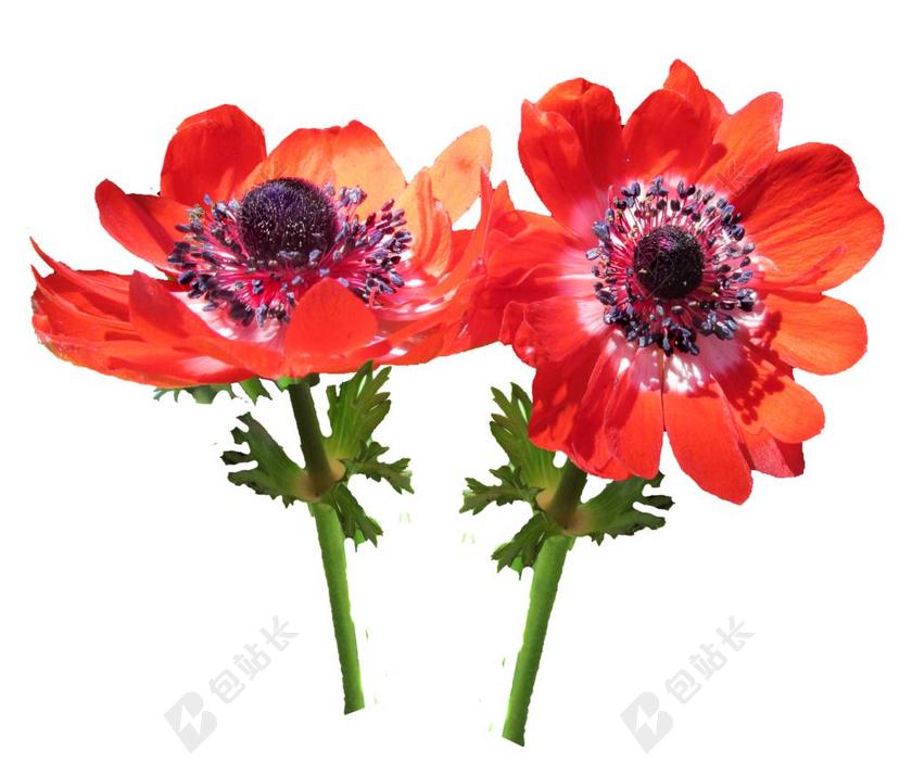 红色的花 银莲花 茎