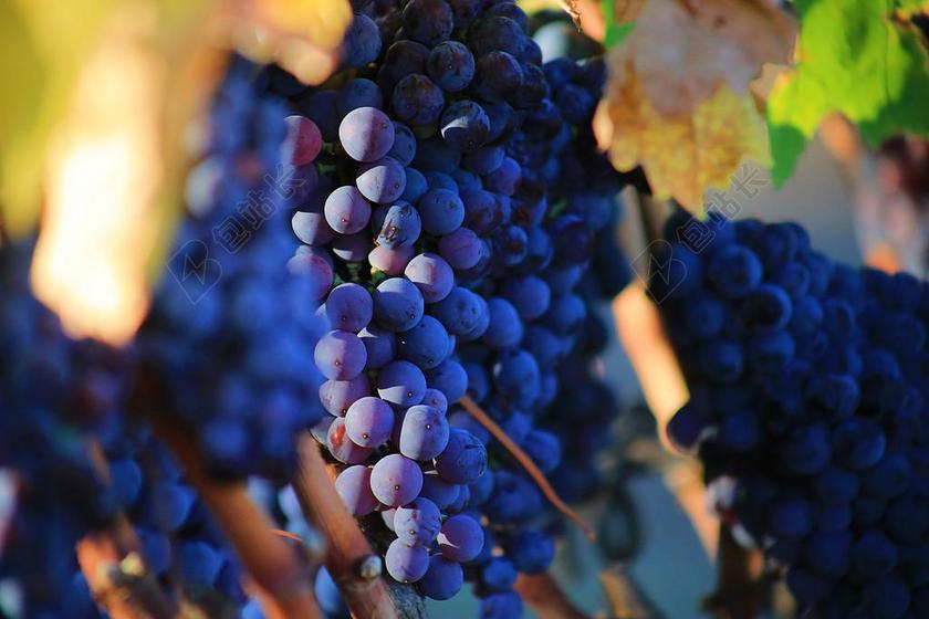 葡萄 成熟 甜 首页 乌克兰 美味 莓果 水果 黑色 特写