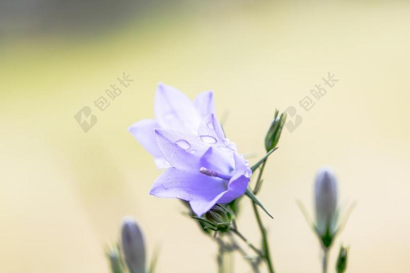 野风信子 风铃 开花 花 紫 植物群 野生植物 钟 性质