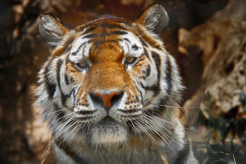 老虎 荒野 危险的 动物 性质 兽类 不动摇 警告 危险