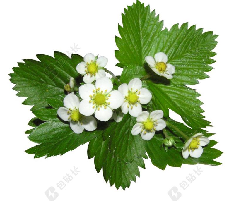 草莓 鲜花 高山 地面复盖的植物