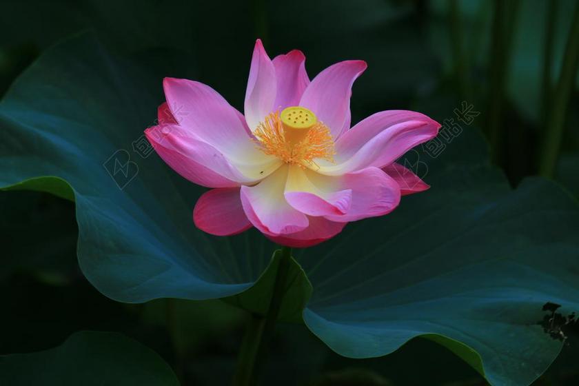 豔麗 荷花 華山