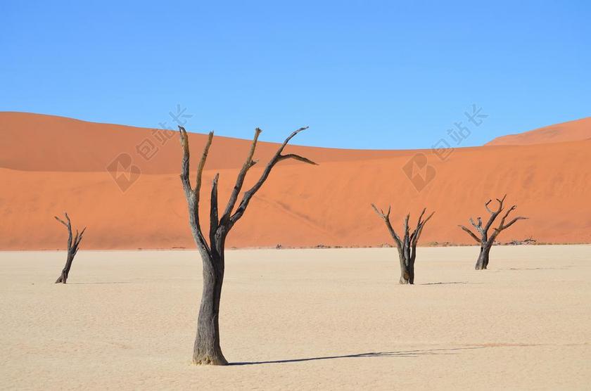 SOSSUSVLEI 非洲 纳米比亚 沙漠景观 枯树 景观 树