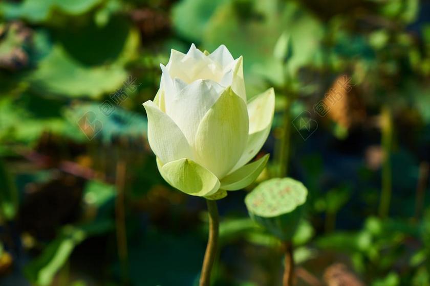 莲花 花卉 性质 美丽 叶子 春天的花朵 季节 花园 景观