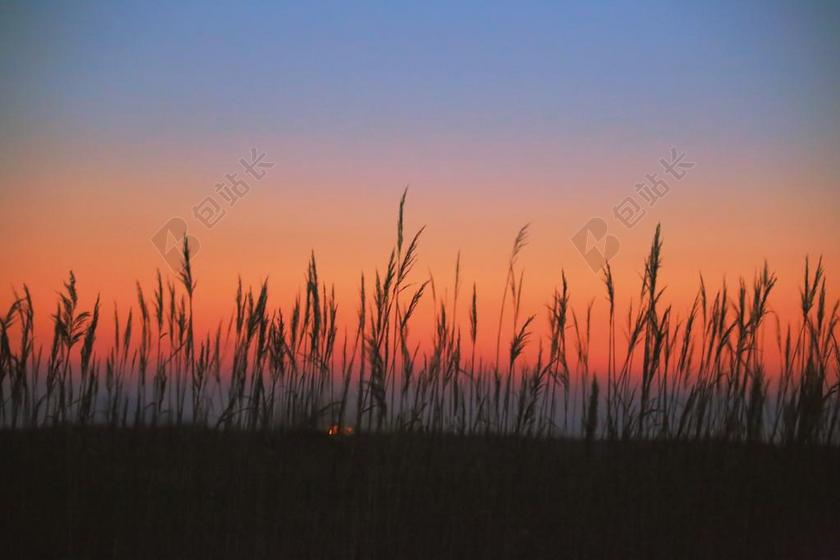 里德 芦苇 发光 里德的领域,暴露于 大韩民国