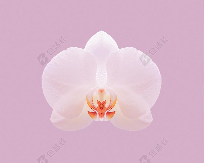 粉红色 兰花 自然 花 白