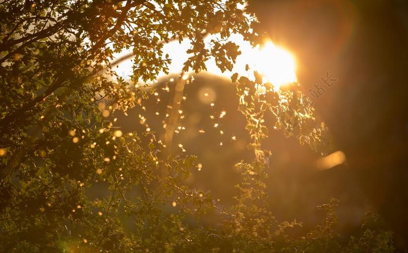 黄色自然植物景观太阳光透过树叶背景图片