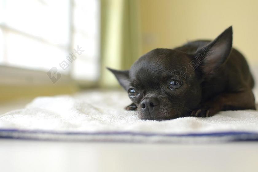 狗 狗狗 宠物 动物 小狗 黑色的 CHIHUAHUA 眼睛