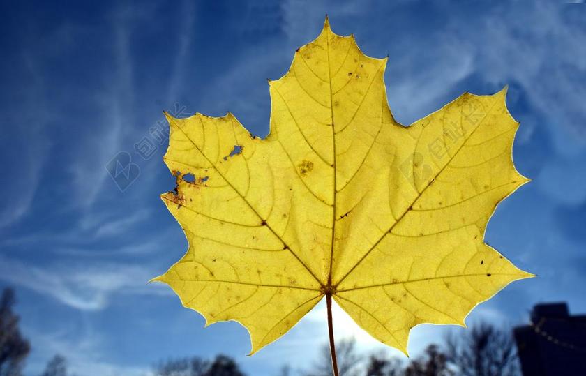 叶子 枫叶 秋季 性质 黄色 秋天的颜色 丰富多彩 秋天的落叶