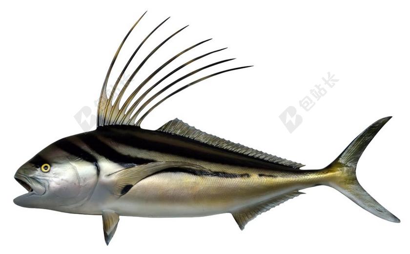 鱼 鸡鱼 准备 动物世界 海上生活 咸水 捕鱼 海 海洋