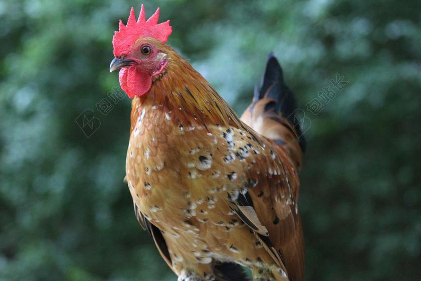 公鸡 自然 鸟 鸡 农场 家禽 羽毛 牲畜 户外 肖像