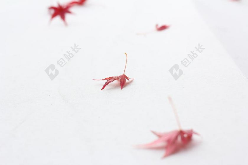 植物秋天红色散落的枫叶背景图片