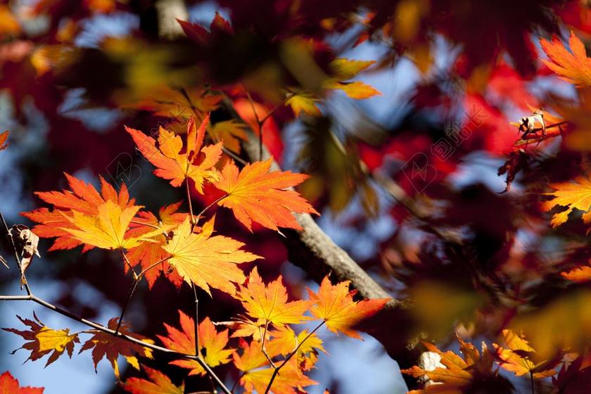 枫叶红色自然美景背景图片