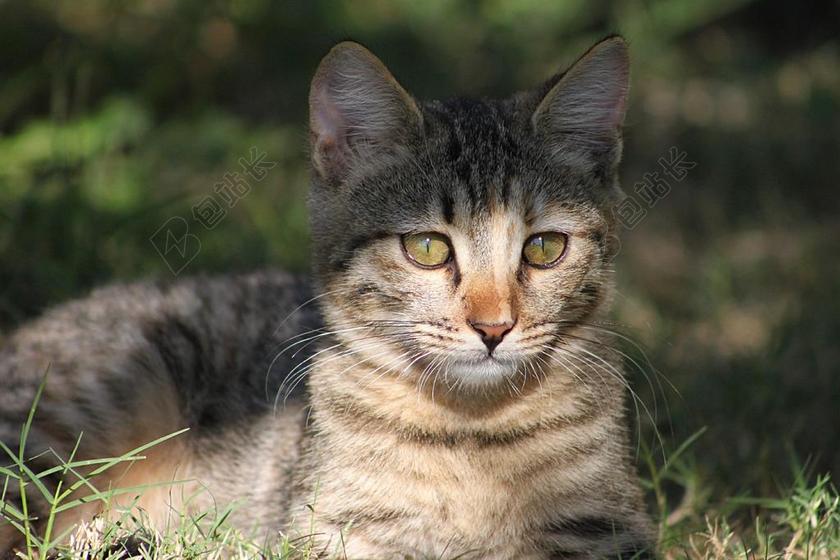 猫 国内的猫 宠物 动物 动物世界