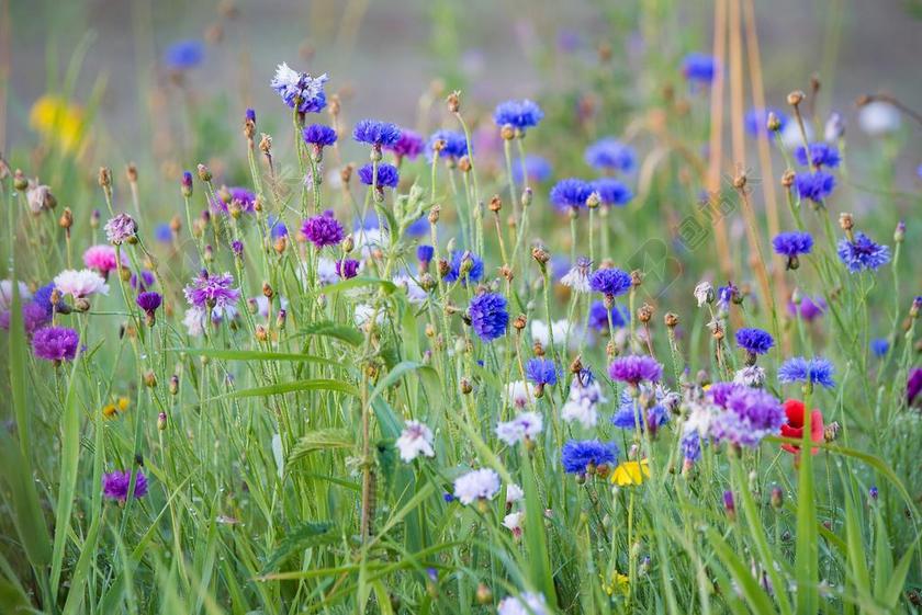 花丛草丛蓝色小花植物大自然背景图片