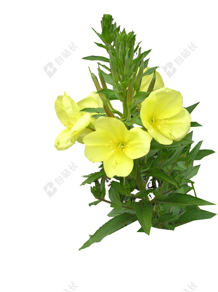 晚上 月见草 切 出