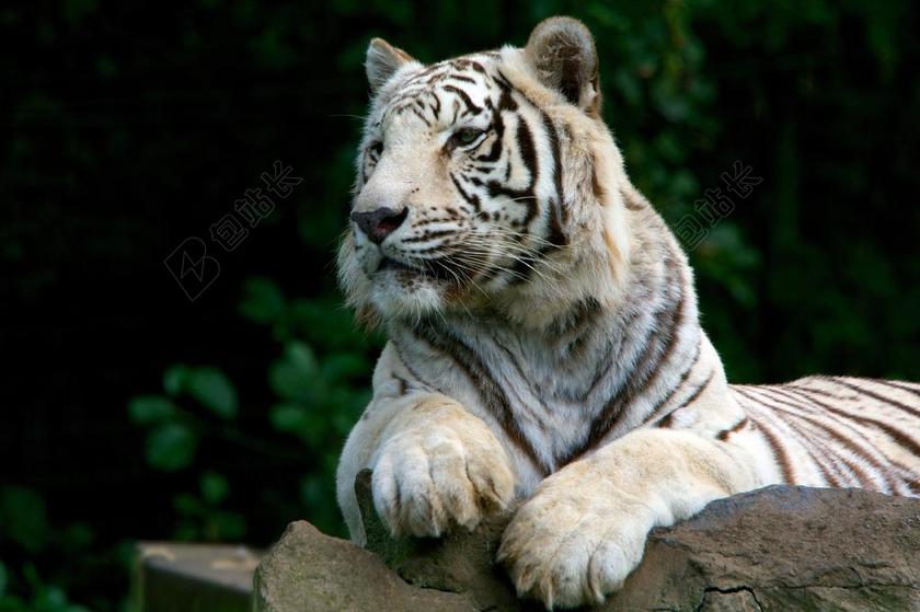 老虎 白 性质 捕食者 野生 动物医院 白虎 白色 肖像