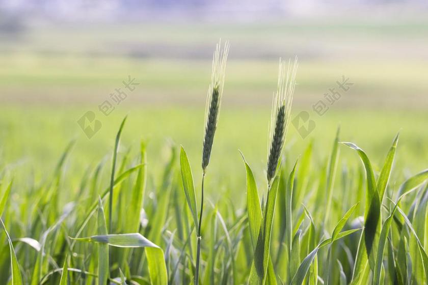 字段 农业 谷物 收获 性质 食品 黑麦 面粉