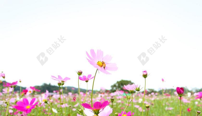 粉色花海花朵背景图片