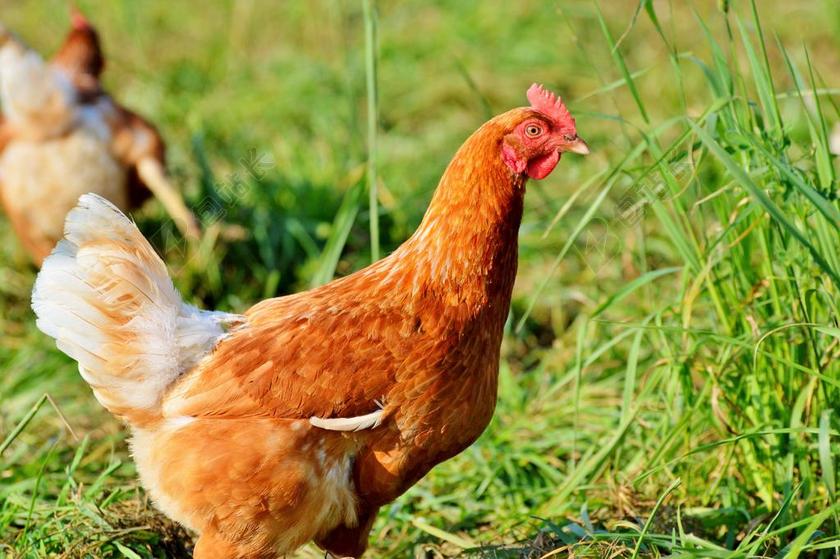 鸡 母鸡 家禽 散养 牲畜 农场 鸟 动物 农业 性质