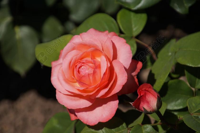 玫瑰 亚琛大教堂 蔷薇科 粉红色 开花 花梗 厂 宏摄影