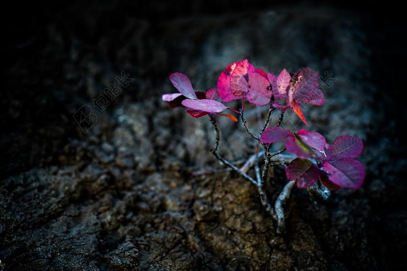 小树 红 土壤 植物 秋