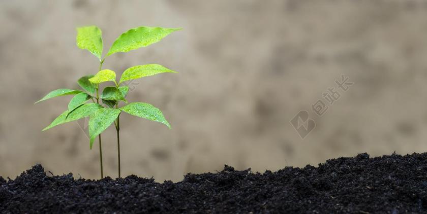 荔枝 植物 生态 自然 绿色 花园 园艺 生物 新鲜 原